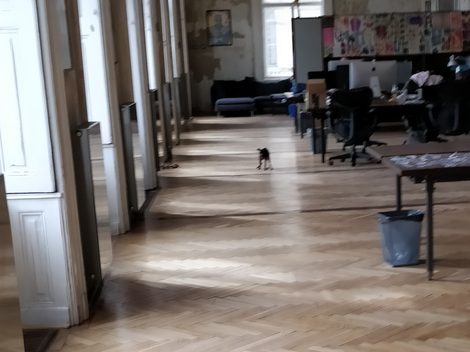 Hadesz pooping right before the director of the office